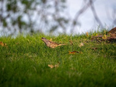 Serçe yiyecek bulmak için boynunu uzatır..