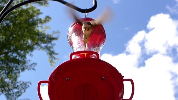 Colibri Femelle Obtient Nectar Une Mangeoire — Video