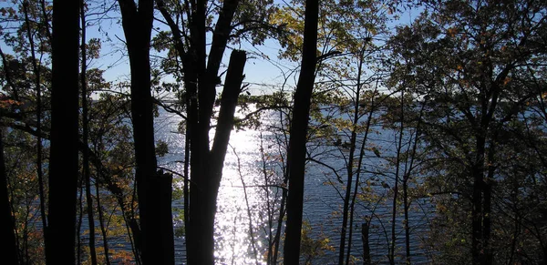 Eyalet parkındaki ağaçların arasından gün batımı.