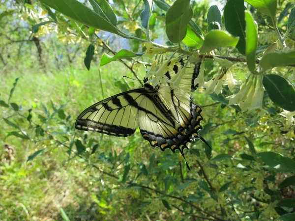 Canadese Tijger Swallowtail Vlinder Beweegt Een Bloeiende Struik Zoek Naar — Stockfoto