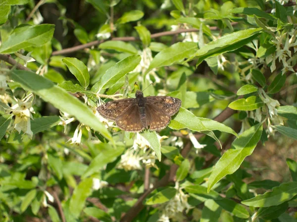 Columbine Duskywing Erynnis Lucilius Mariposa Calienta Sus Alas Sol Verano — Foto de Stock