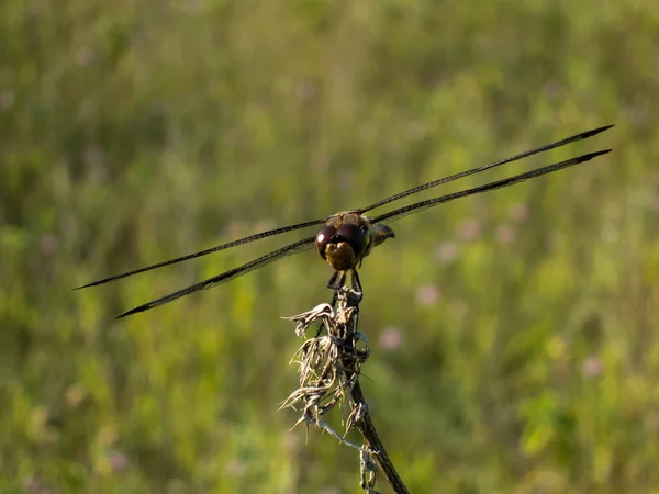 Yusufçuk yazın çayırların tepesinde oturur..