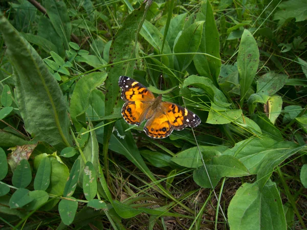 Brillante Mariposa Color Encaramado Una Hoja Verde Fotos De Stock Sin Royalties Gratis