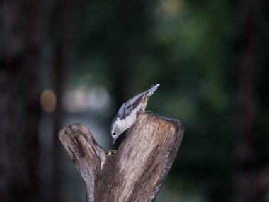 Ağaç kütüğünde beyaz göğüslü Nuthatch.