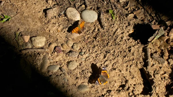 Zwei Schmetterlinge Sonnen Ihre Flügel Auf Dem Boden — Stockfoto