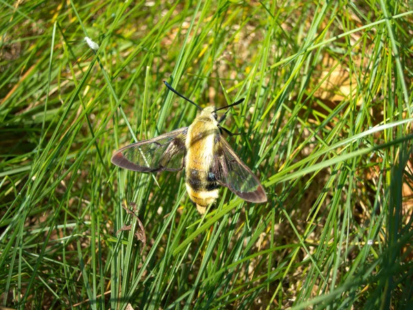 Gündüz uçan bir güve güneşte kanatlarını ısıtır..