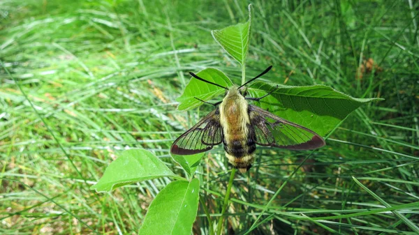 Yeşil bir yaprağın üzerinde kar çileği temizleyen bir güve.
