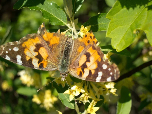 Una Farfalla Dipinta Signora Raccoglie Attivamente Nettare Cespuglio Fiorito — Foto Stock