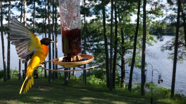 Pássaro Baltimore Oriole Pousa Alimentador Uvas — Fotografia de Stock