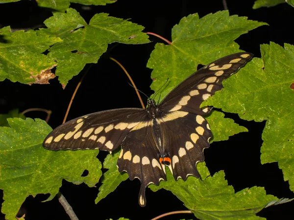 Una Enorme Mariposa Cola Golondrina Negra Posada Sobre Una Hoja —  Fotos de Stock