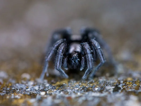 Ğrenç Bir Örümceğin Makro Görüntüsü — Stok fotoğraf