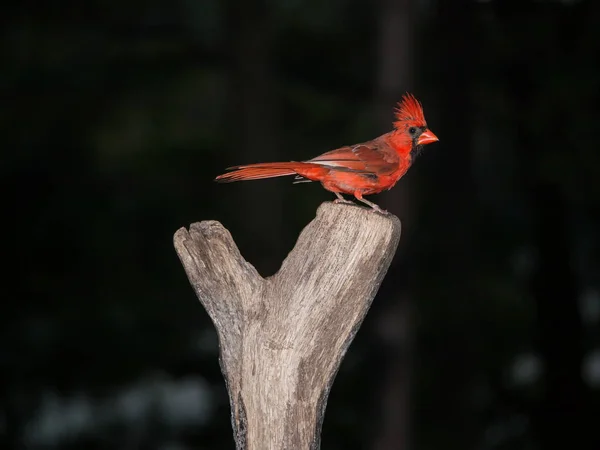Pájaro Rojo Brillante Sienta Perfil Muñón — Foto de Stock