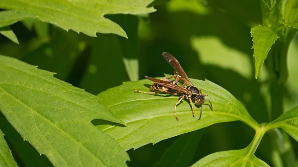 Yeşil bir yaprağın üzerinde kanatlarını ısıtan bir eşek arısı..