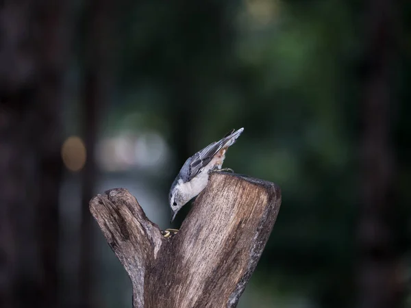 Nuthatch Peito Branco Alimentação Toco Árvore — Fotografia de Stock