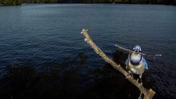 Mavi alakarga gagasında bir sopa tutuyor.