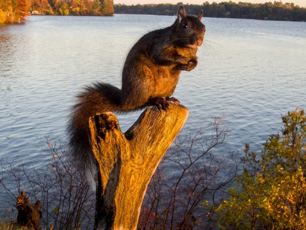 Gri sincap gölün kenarındaki kütüğün tepesine tünemiş fındık yiyor..