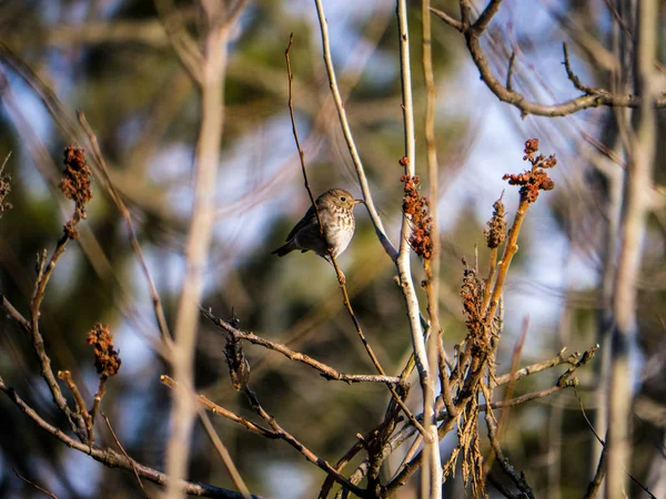 Ermiş ardıç kuşu ilkbaharın başında bir çalıya tünedi..