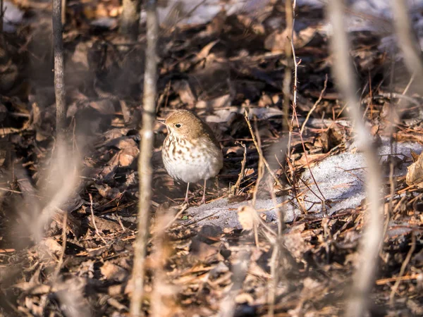 Küçük sevimli ardıç kuşu böcek arıyor..