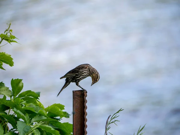 Solitario Mirlo Alado Rojo Sienta Encima Poste Junto Lago — Foto de Stock