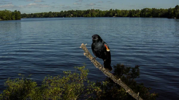 Rotflügelamselmännchen Zeigt Seine Farbe Auf Einem Barsch See Stockbild