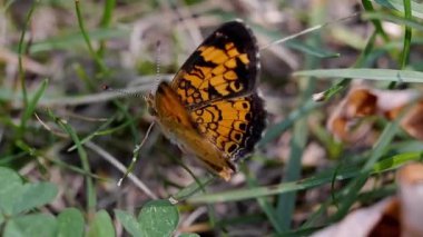 Minik kelebek kanatlarını çırpar.