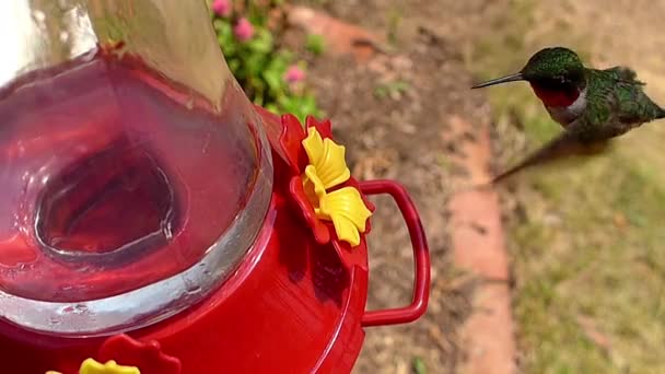 Ruby Throated Hummingbird Male Hovers Nectar Feeder — Stock Video