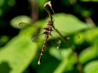 Yeni doğmuş bir yusufçuk kanatlarını kanla doldurur..