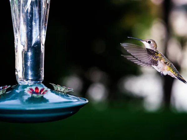Колибри Пойманные Воздухе Время Получения Нектара — стоковое фото