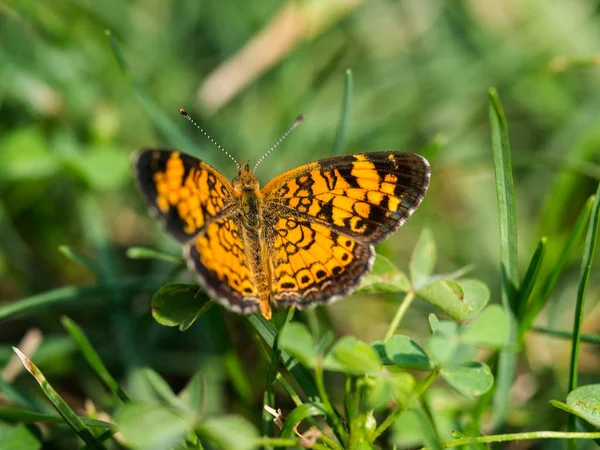 Piccola Farfalla Crescente Che Scalda Ali — Foto Stock