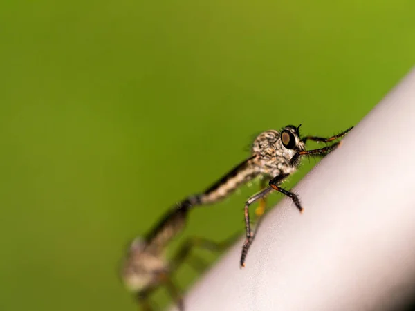 Makroaufnahme Von Zwei Fliegen Beim Sex — Stockfoto