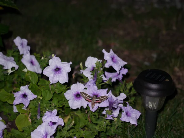 Büyük güve geceleri çiçeklerden nektar topluyor..