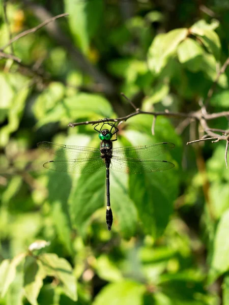 Swift River Cruiser Dragonfly Perched Green Leaf — Stock Photo, Image
