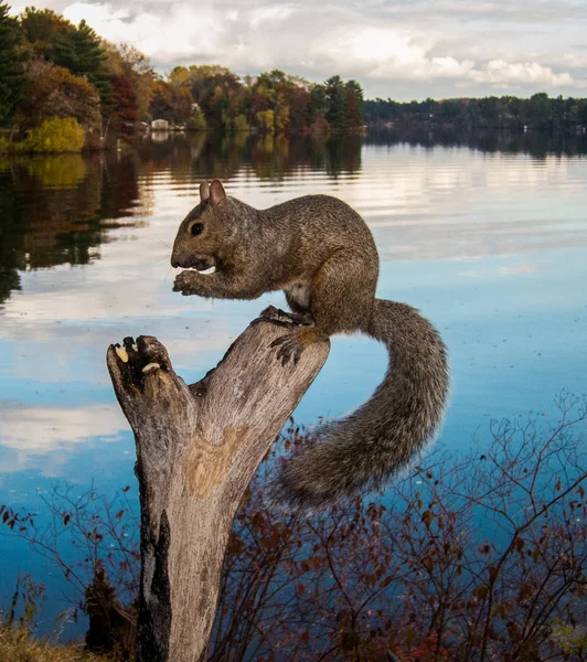 A squirrel eats a nut by a calm river.