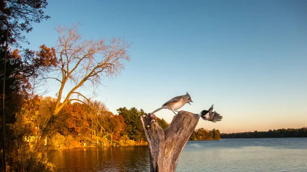 Dois Pássaros Lutam Pelo Mesmo Lugar Para Pousar — Fotografia de Stock