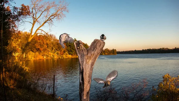 Kyckling Och Tuttmus Slåss Mat Vid Sjö — Stockfoto