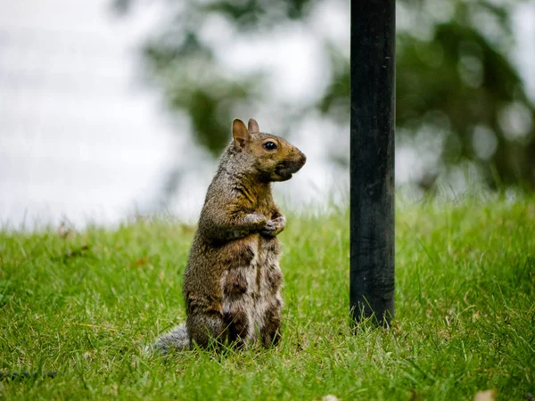 Eichhörnchen Voller Milch Auf Dem Rasen — Stockfoto
