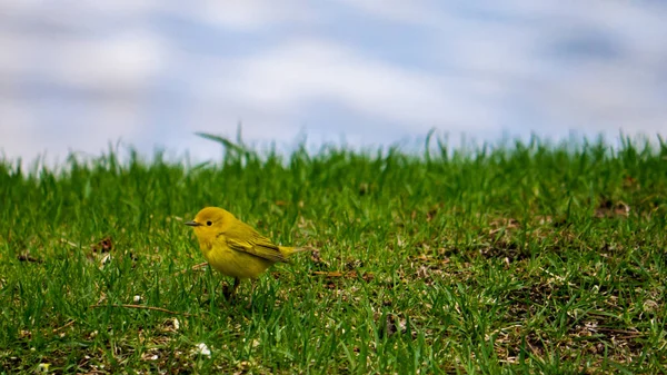 Kleine Gelbgrasmücke Auf Dem Rasen See — Stockfoto