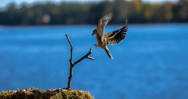 American Goldfinch Makes Nice Landing Lake — Stock Photo, Image