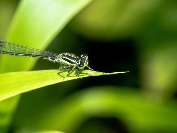 Eine Fliege Klammert Sich Einen Winzigen Grünen Grashalm — Stockfoto