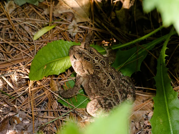 Sağlıklı bir kurbağa orman zemininde oturur.