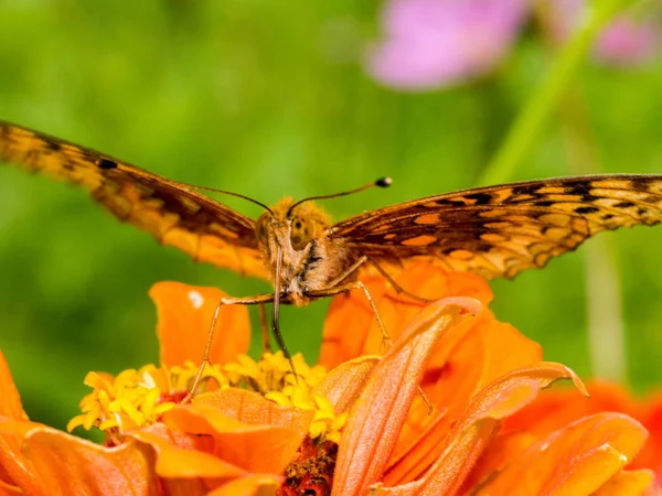 Vlinder Met Behulp Van Zijn Proboscis Nectar Krijgen — Stockfoto