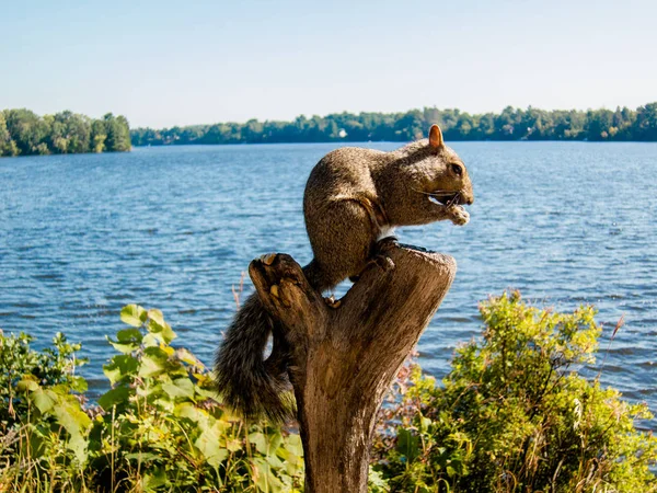 Lurvig Ekorre Slukar Jordnötter — Stockfoto