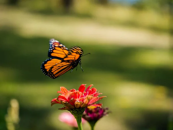 Een Monarchvlinder Vlucht Boven Een Bloem — Stockfoto