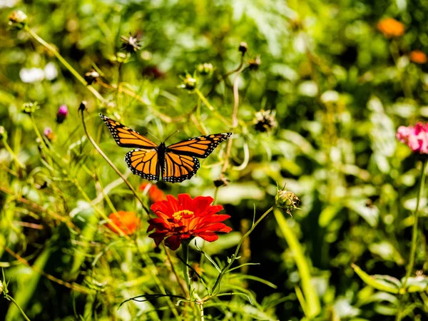 Monarch Vlinder Stijgt Uit Van Een Wilde Bloem — Stockfoto