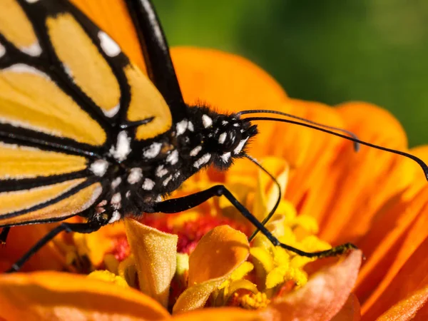 Close Macro Shot Van Monarch Vlinder Het Krijgen Van Nectar — Stockfoto