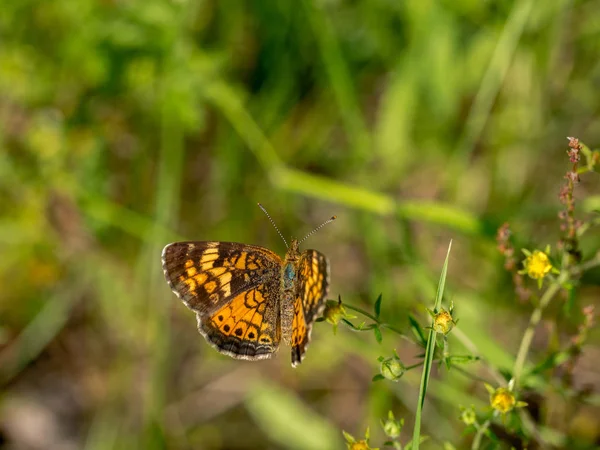 Wee Piccola Farfalla Siede Sulla Prateria Sole — Foto Stock