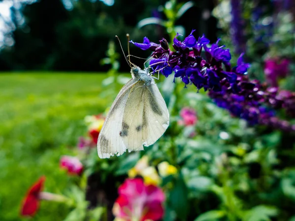 Uma Grande Borboleta Branca Repolho Pendurada Lavanda Por Seu Néctar — Fotografia de Stock