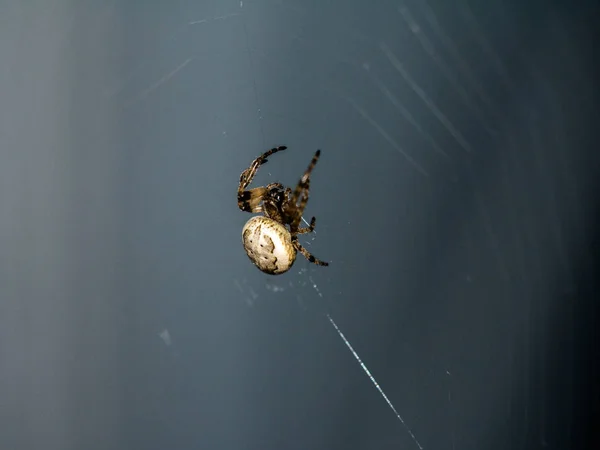 Big Icky Spider Its Thread — Stock Photo, Image