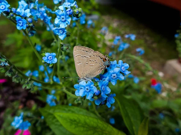 Graziosa Piccola Farfalla Ottenere Nettare Piccoli Fiori Blu — Foto Stock