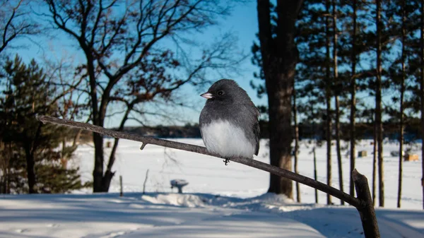 Pájaro Pequeño Sienta Congelado Una Rama Invierno — Foto de Stock